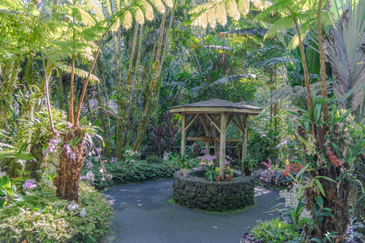 Hawai’i Tropical Bioreserve & Garden